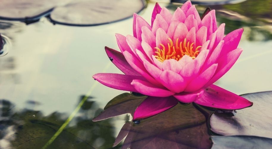 receptividad y sensibilidad